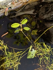 Potamogeton spirillus