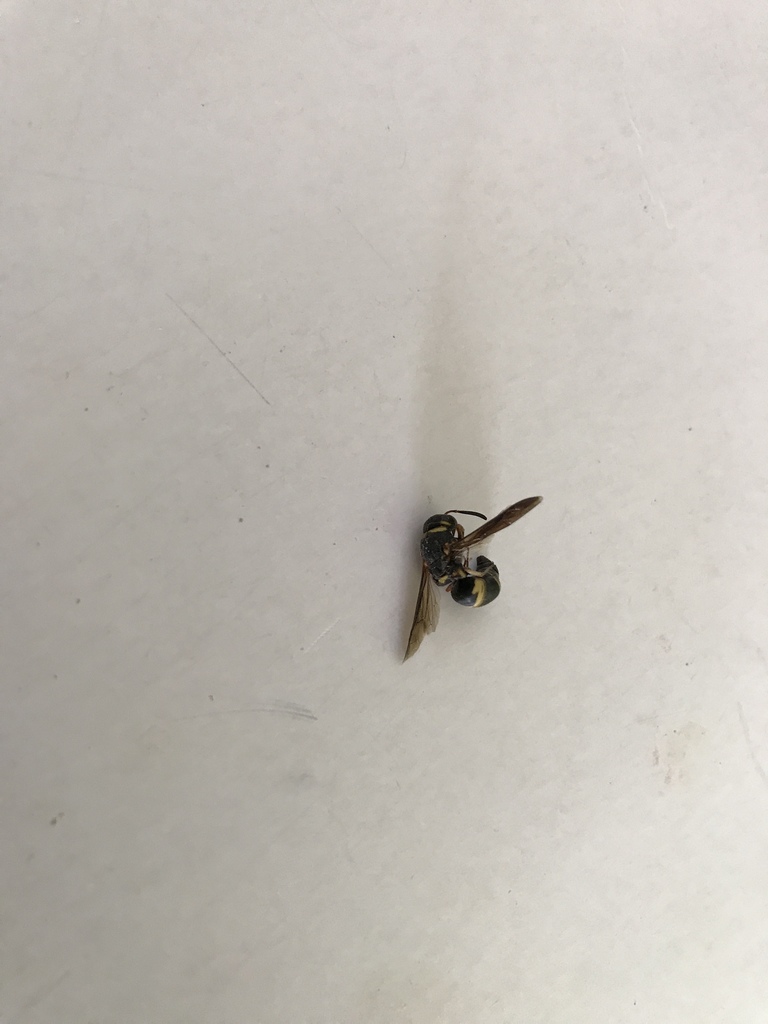 Hidalgo Mason Wasp