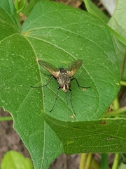 Oestroidea
