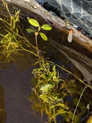 Potamogeton spirillus