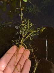 Potamogeton spirillus