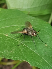 Oestroidea