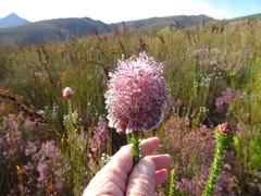 Paranomus longicaulis, photograph (c) Shaun Swanepoel, some rights reserved (CC BY)