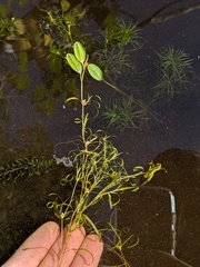 Potamogeton spirillus