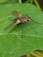 Oestroidea