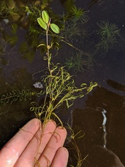 Potamogeton spirillus