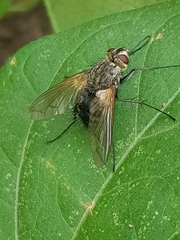 Oestroidea