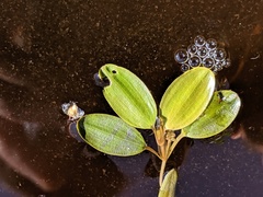 Potamogeton spirillus