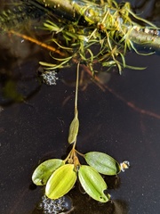 Potamogeton spirillus