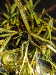 Potamogeton spirillus