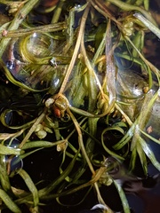 Potamogeton spirillus