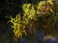 Potamogeton spirillus