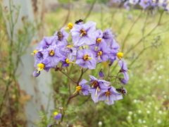 Solanum pinnatum