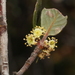 Cercocarpus fothergilloides - Photo (c) Carlos G Velazco-Macias, μερικά δικαιώματα διατηρούνται (CC BY-NC), uploaded by Carlos G Velazco-Macias
