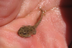 Hyla arenicolor