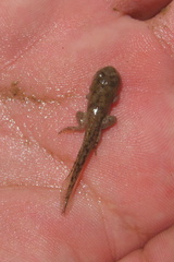 Hyla arenicolor