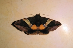 Bastilla fulvotaenia