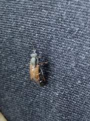 Ozodiceromyia nigrimana