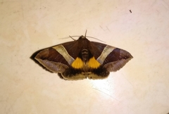 Bastilla fulvotaenia