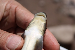 Pantosteus clarkii