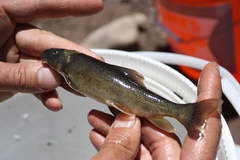 Pantosteus clarkii