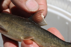 Pantosteus clarkii