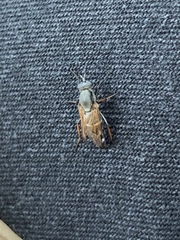 Ozodiceromyia nigrimana