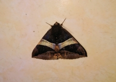Bastilla fulvotaenia