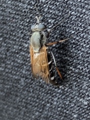 Ozodiceromyia nigrimana