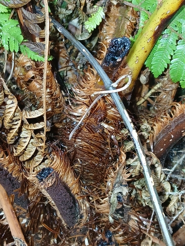 Alsophila smithii, photograph 6
