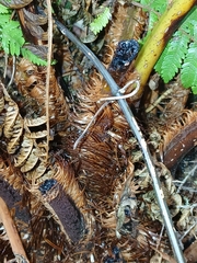 Alsophila smithii, photograph naturewatchwidow, CC BY, iNaturalist via GBIF