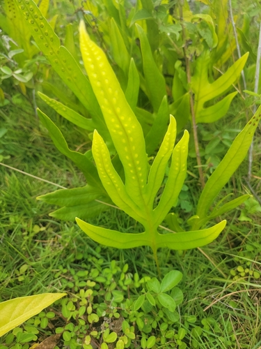 Microsorum scolopendria observed 2025-04-28