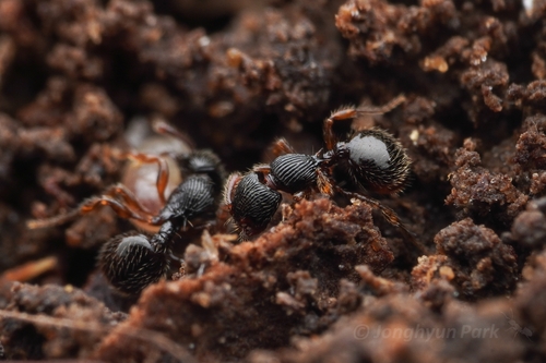 Myrmecina arcuataMyrmecina arcuata