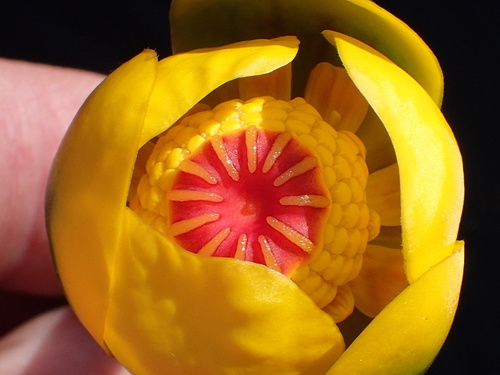 Nuphar × rubrodisca (Nuphar × rubrodisca)