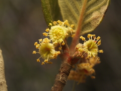 Cercocarpus fothergilloides