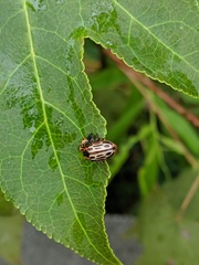 Chrysomela scripta