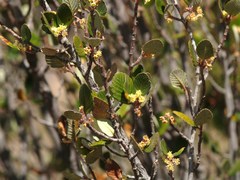 Cercocarpus fothergilloides