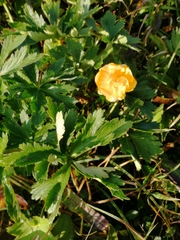 Trollius altaicus