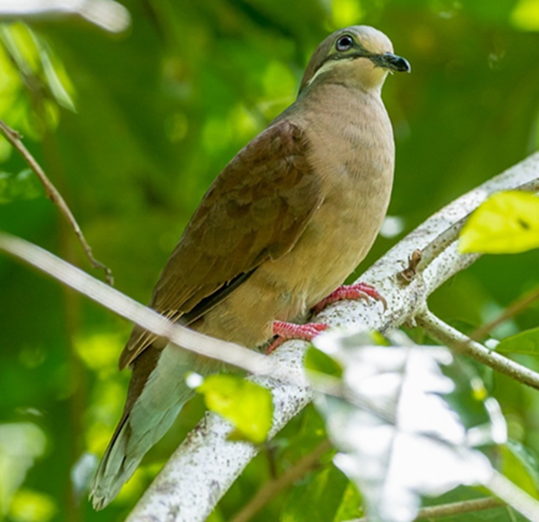 White-eared Brown Dove (Phapitreron leucotis), photo 4