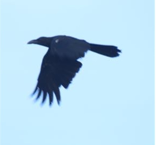 Philippine Jungle Crow (Corvus philippinus), photo 7