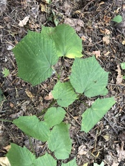 Acer tegmentosum