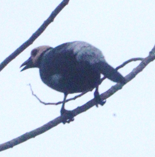 Coleto (Sarcops calvus), photo 5