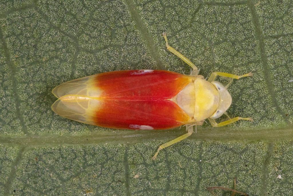 Ossiannilssonola tunicarubra