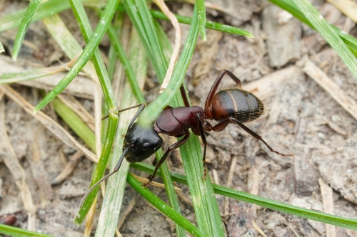 Brown-black Carpenter Ant photo 6