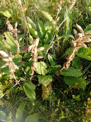 Dracocephalum grandiflorum
