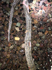 Pantherophis bairdi