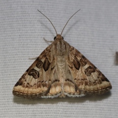 Protoschinia nuchalis