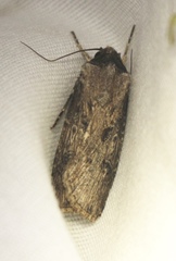 Agrotis malefida