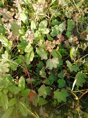 Dracocephalum grandiflorum