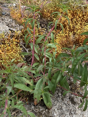 Wild Farewell to Spring foliage